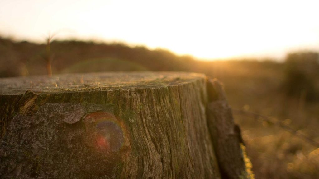 Impor 700 Ribu Sapi Hidup