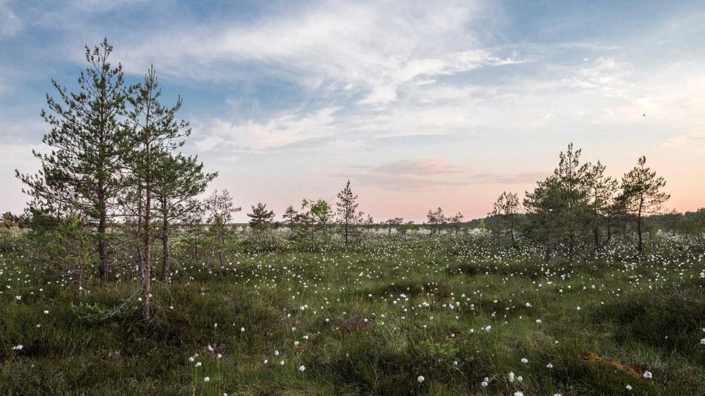 Jadwal Siaran Langsung Arsenal vs