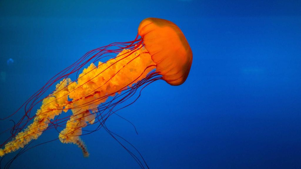 Prediksi Cuaca Jakarta Hari Ini