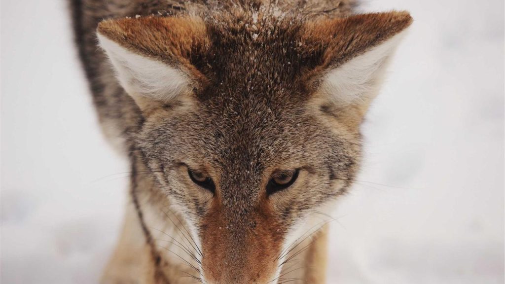 Reaksi Maroko Usai Senegal Batal