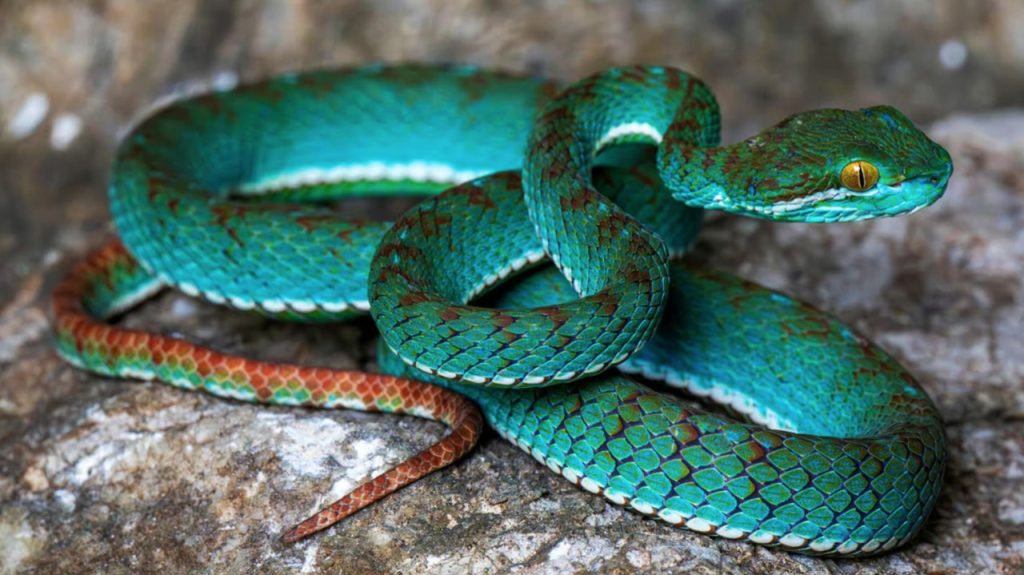 Spesies Baru Dari Ular Terbang